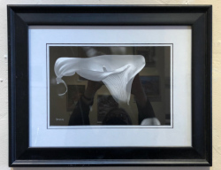 "Calla Lily", photograph by Betty Bishop