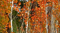 Detail of "Aspens" by Betty Bishop