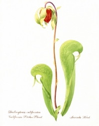 "Pitcher Plant" by Lucinda Wood