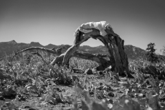 "The Willow Bends" by Barbara McCabe, photograph
