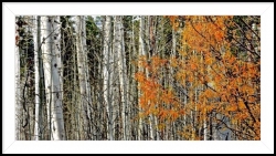 "Aspens" by Betty Bishop, photograph