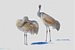 "Sandhill Cranes", by Betty Bishop, photograph