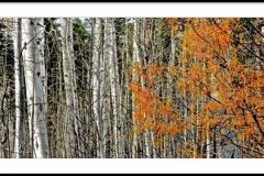 "Aspens" by Betty Bishop, photograph