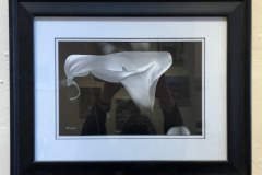 "Calla Lily", photograph by Betty Bishop