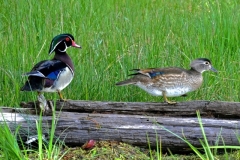 "Spring" by Betty Bishop, photograph