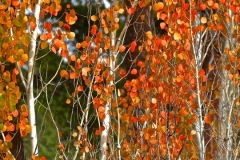 Detail of "Aspens" by Betty Bishop