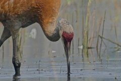 "Crane" by Betty Bishop, photograph