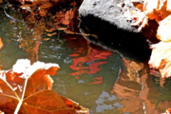 "Indian Rhubarb Reflections" by Betty Bishop, photograph