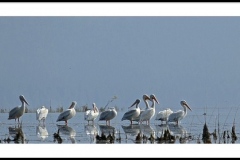 "Shorebirds" by Betty Bishop, photograph