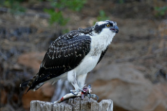 "Young Osprey" by Betty Bishop, photograph