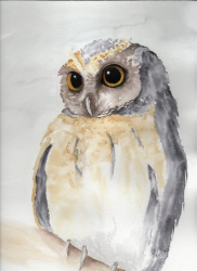 "Owl" by Debbie Kercmar, watercolor