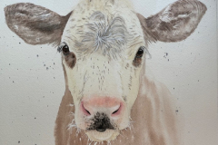 "Little Cow" by Debbie Kercmar Boyd, watercolor