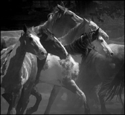 "Seven Horses" by Erik Weber