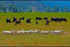 "Cows eating" by Erik Weber