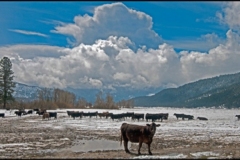 "Lone cow" by Erik Weber