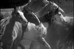 "Seven Horses" by Erik Weber
