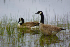 "Canadian Geese" by Fred Pierson, photograph