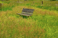 "Nature's garden" by Fred Pierson, photograph