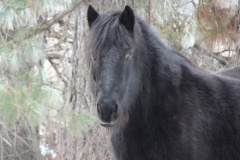 "Mysterious Black Fell Pony" by Fred Pierson, photograph