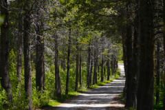 "Country road" by Fred Pierson, photograph