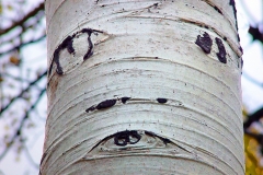 "Aspen Face" by Ken Casaday,  medium:photography