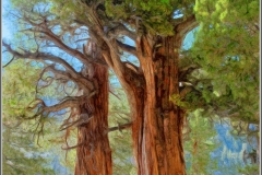 "Juniper Trees" by Ken Casaday,  medium:photography