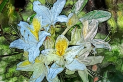 "Western Azalea" by Ken Casaday,  medium:photography