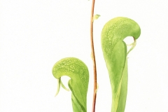 \"Pitcher Plant\" by Lucinda Wood, watercolor