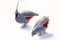 Dawn Visitors Mountain Quail, by Lucinda Wood, watercolor