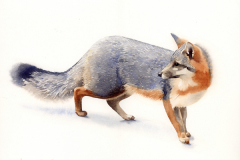 \"Gray Fox\", by Lucinda Wood, watercolor