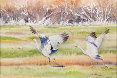 LMW Taking Flight, Sandhill Cranes