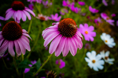 "Emily's Flowers" by Patrick Luscri, photography