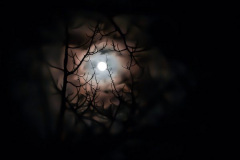 "Moon Flower" by Patrick Luscri, photography