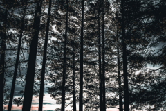 "Tahoe Towers"  by Patrick Luscri, photography