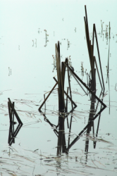 "Reed reflections" by Richard Daun, photograph