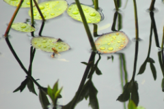 "Liquid beads" by Richard Daun, photograph