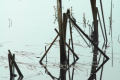 "Reed reflections" by Richard Daun, photograph