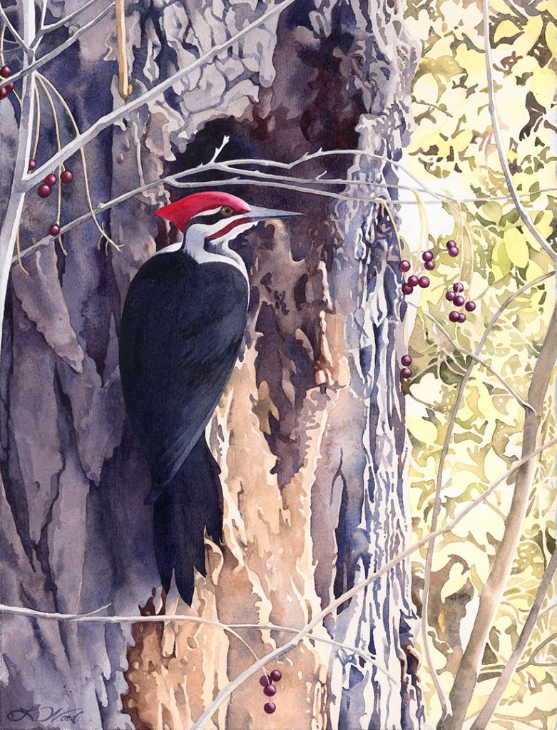 “Pileated Woodpecker’s Autumn Feast” by Lucinda Wood, watercolor